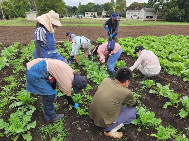  秋野菜の除草をします