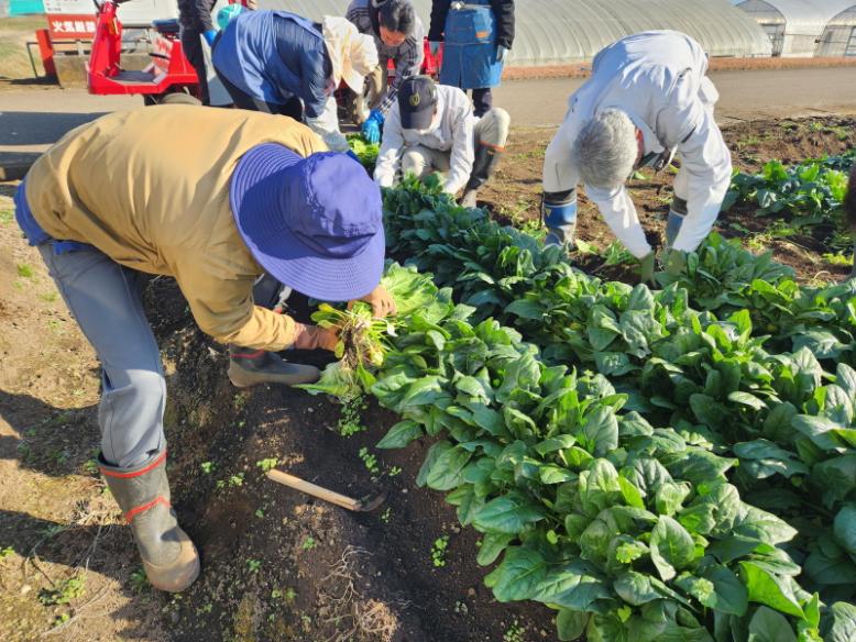 土で汚れないように収穫します