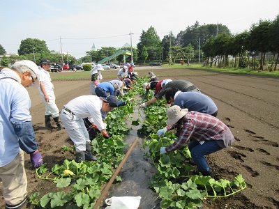 かぼちゃツル整理