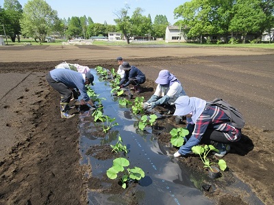 かぼちゃ苗の植え付け