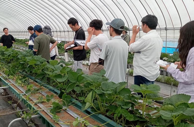 産地調査（鈴木いちご農園）