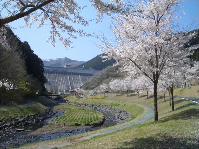 松田川ダム（桜並木）