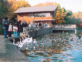 井頭公園の鳥見亭の写真