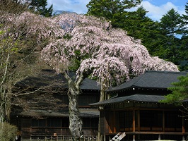 日光田母沢御用邸記念公園の桜の写真