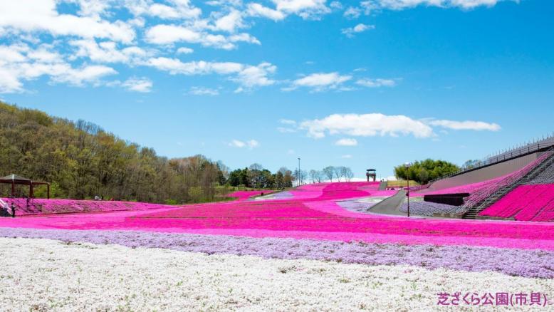 芝ざくら公園