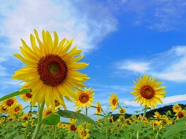 写真：益子のひまわり