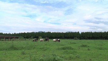 写真：那須の牧場