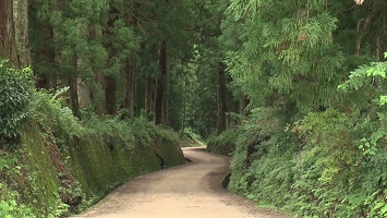 写真：日光杉並木