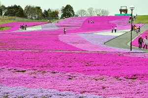 写真：芝ざくら公園